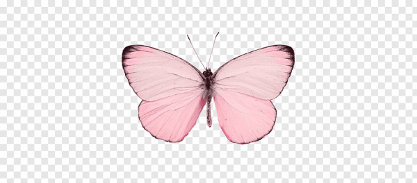 Бабочка розовая