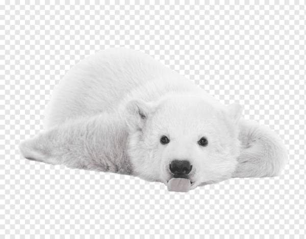 Белый медведь