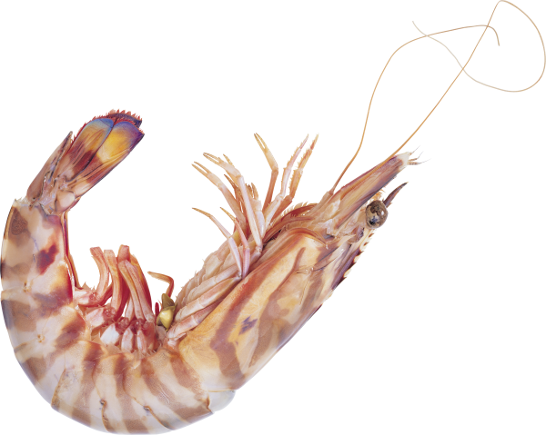 Креветка криль