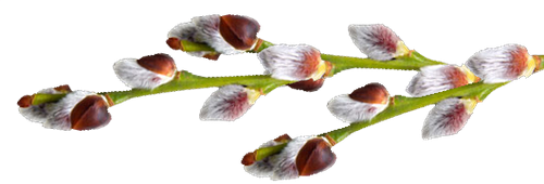 Ветка вербы на прозрачном фоне