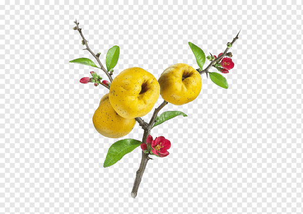 Японская айва, Цветущая айва