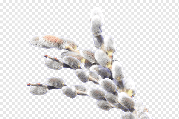 Веточка вербы на прозрачном фоне