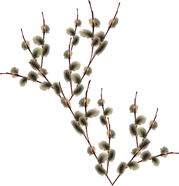 Гипсофила с вербой