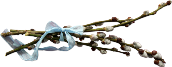 Веточка вербы на белом фоне для детей