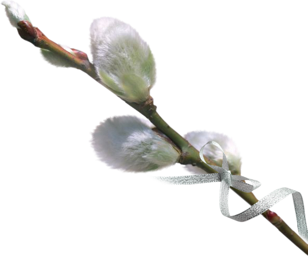 Белая Верба