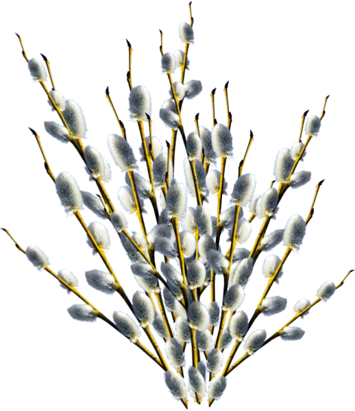 Ветка вербы на прозрачном фоне