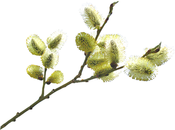 Верба растение