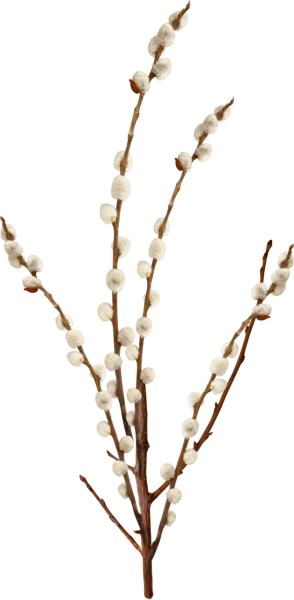 Веточка вербы