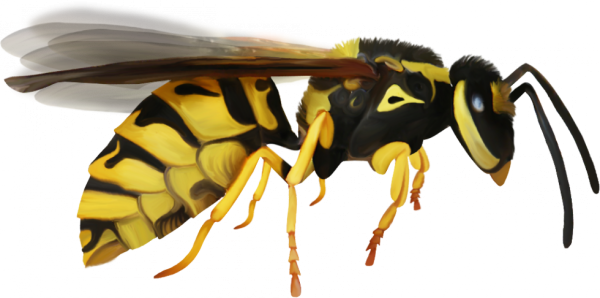 Оса на белом фоне