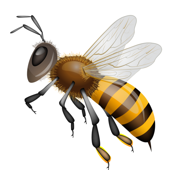 Пчела рисунок