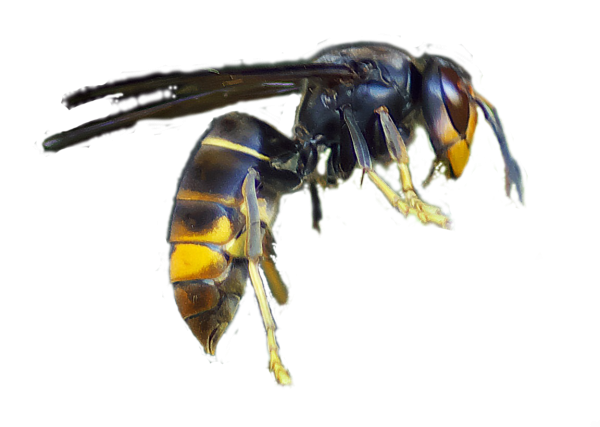 Гигантский азиатский Шершень