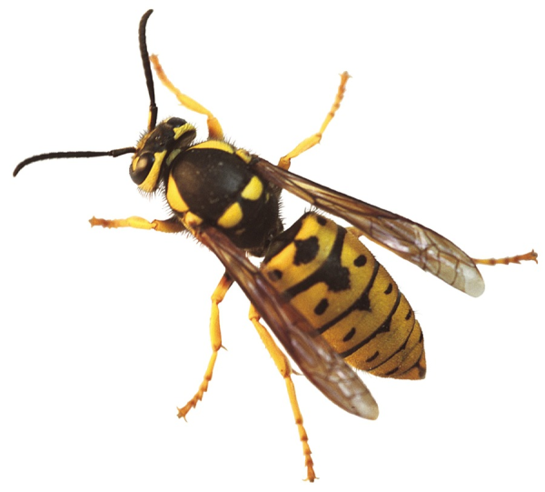 Yellow Jacket Wasp