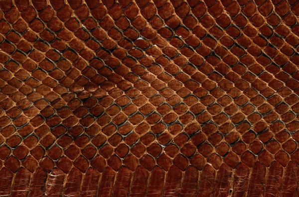 Змеиная кожа (2001)Snakeskin