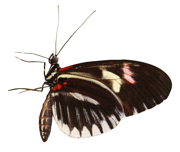 Насекомые без фона