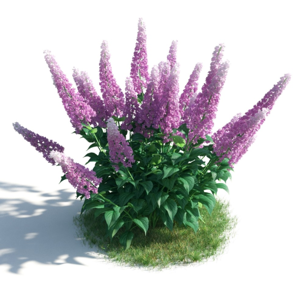 Астильба куст на белом фоне