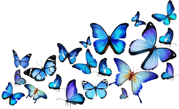 Бабочки красивые