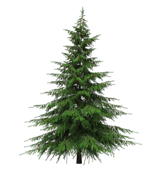 Елка Annapolis fir Tree