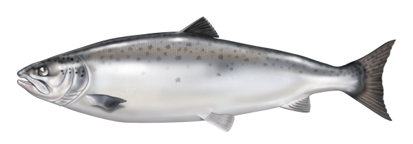 The Atlantic Salmon