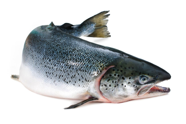 Атлантический лосось (семга) (Salmo Salar)