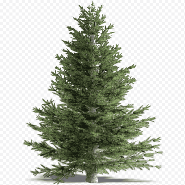 Елка Annapolis fir Tree