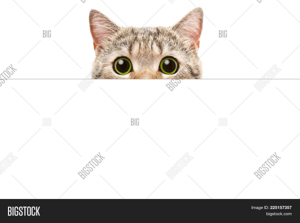 Кот выглядывает из