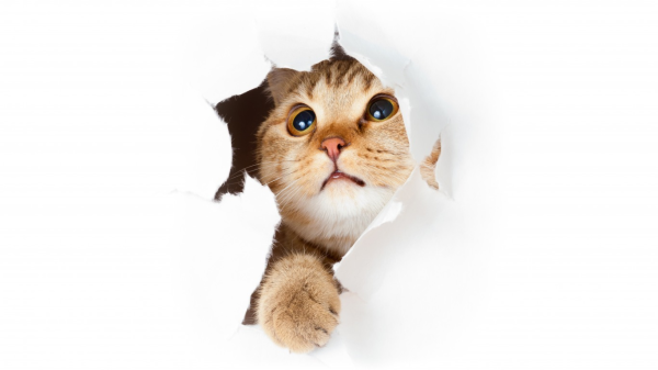 Кот на белом фоне