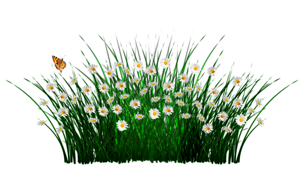 Трава цветы
