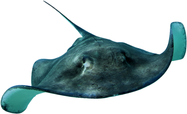 Морские обитатели на белом фоне