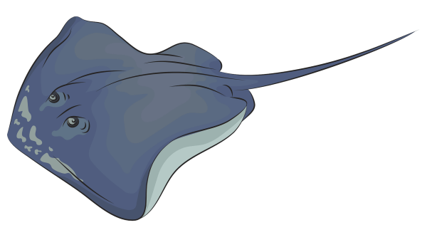 Глазчатый хвостокол