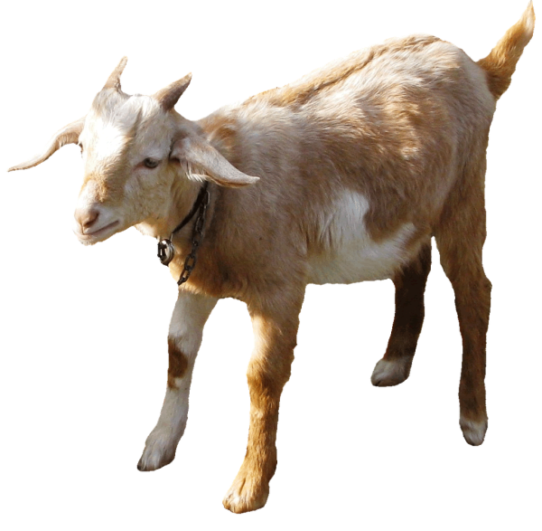Коза на белом фоне