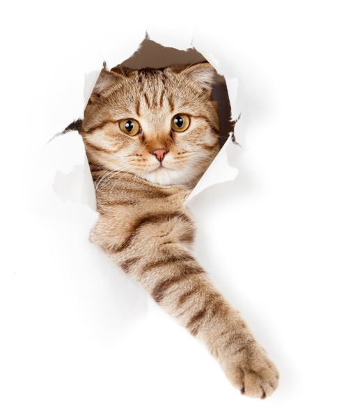 Кошечка выглядывает