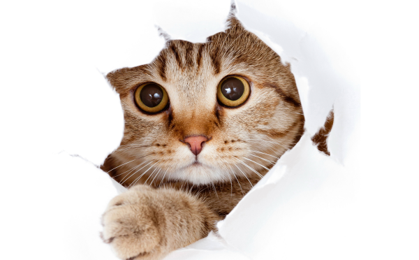 Котик на белом фоне