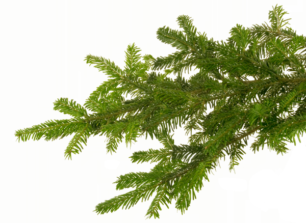 Еловые ветки