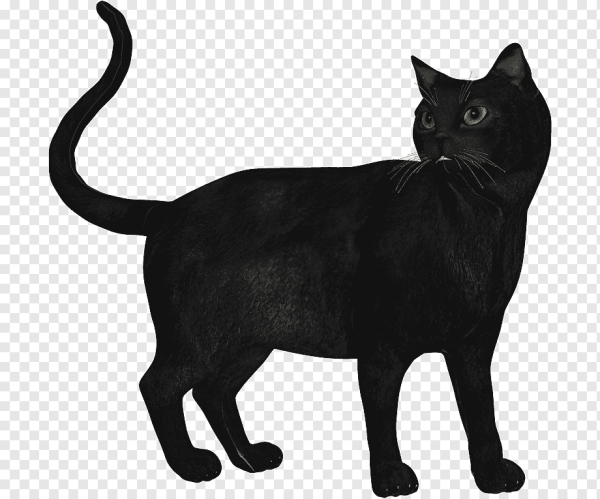 Кошка черная