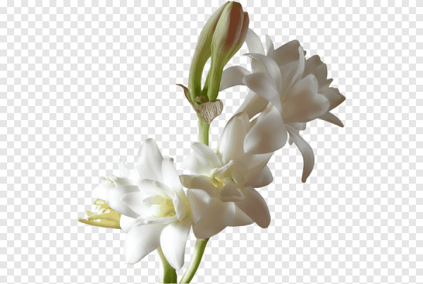 Лилия Тубероза