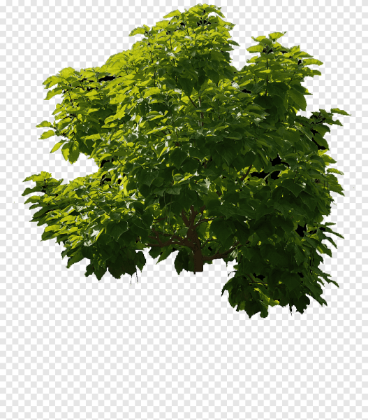 Кусты для фотошопа