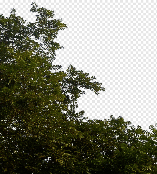 Деревья для фотошопа