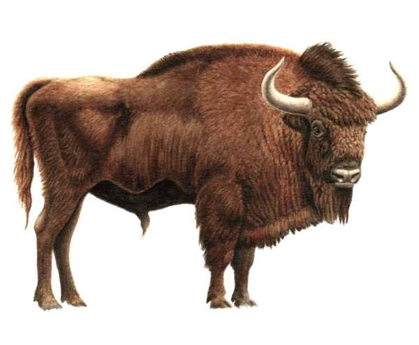 Бизон первобытный(Bison Priscus) короткорогий