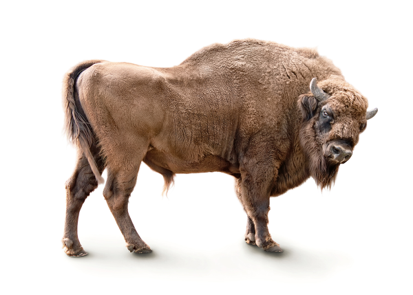 Bison на белом фоне