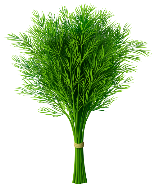 Dill – укроп