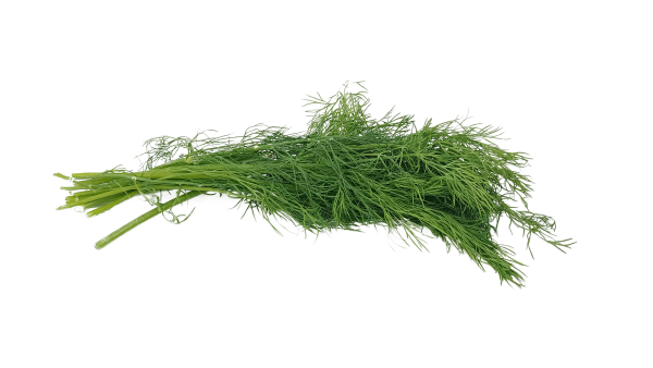 Anethum graveolens