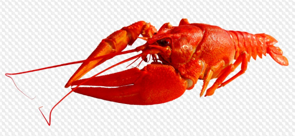 Прозрачные рачки