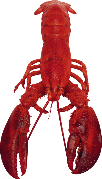 Омар лобстер лангуст