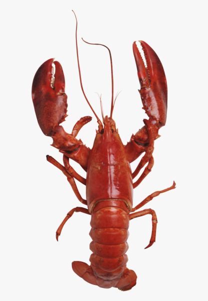 Омар краб лангуст