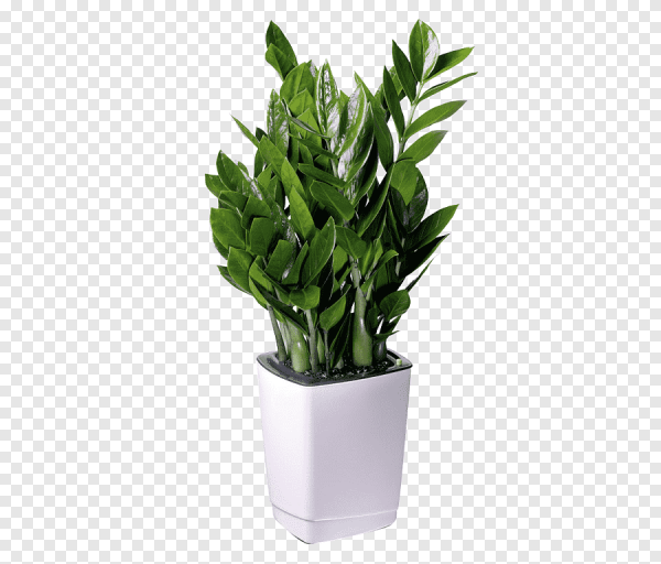Замиокулькас houseplants