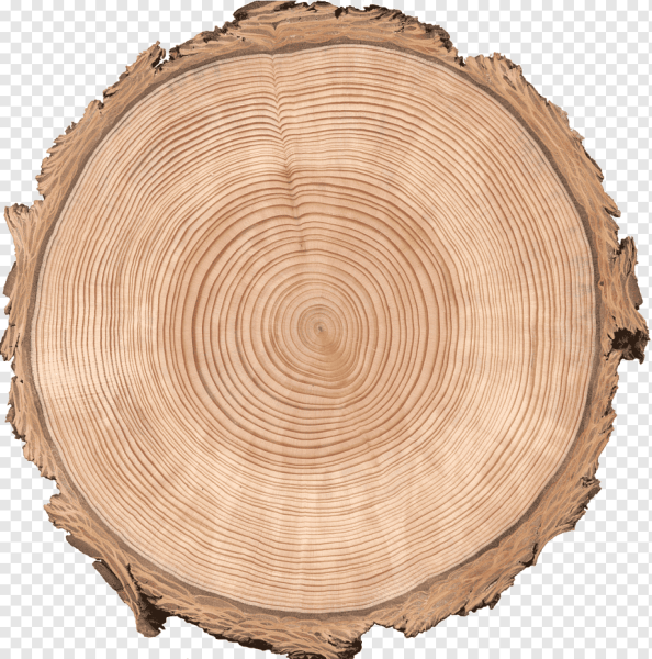 Поперечный срез бревна