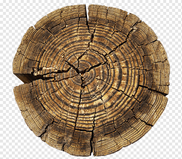 Срез бревна