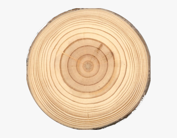 Круглый срез дерева