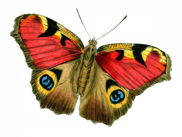 Красивые бабочки