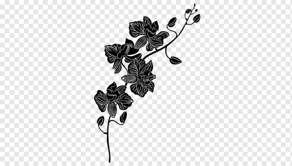 Черные цветы без фона